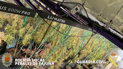 La Policía Local de Perales detiene a cinco personas y desmantela un invernadero con 280 plantas de marihuana