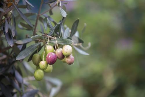 Ayudas al ganado bovino e industrias agroalimentarias por el covid-19