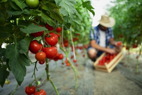 Ayudas a empresas del sector agroalimentario