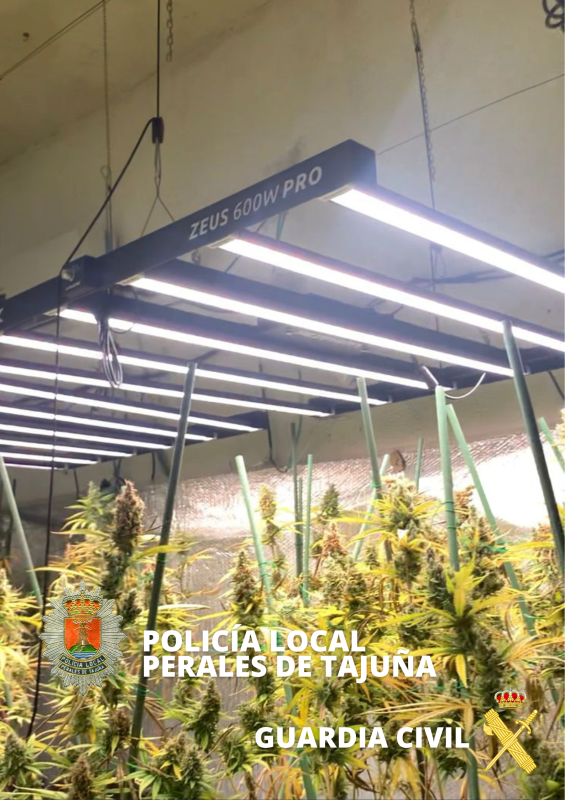 marihuana-perales2-t800