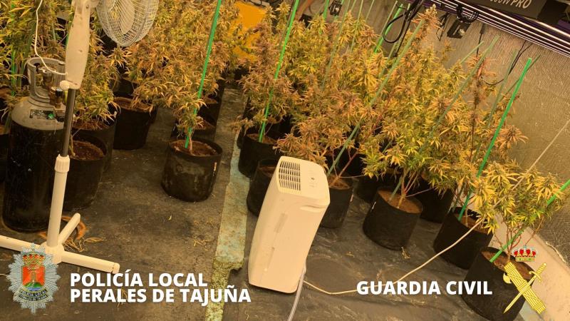 marihuana-perales4-t800